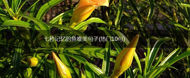 七秒记忆的鱼唯美句子(热门10句),第1张