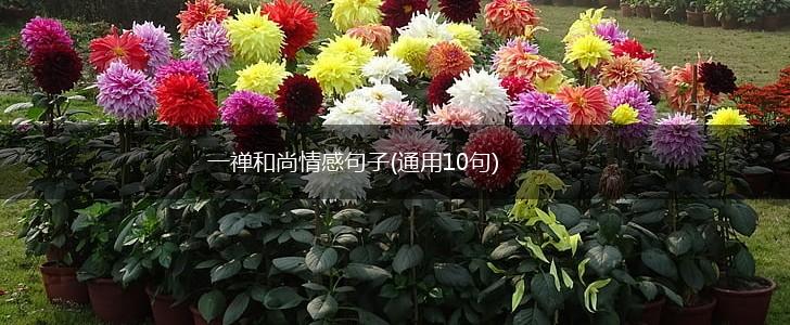 一禅和尚情感句子(通用10句),第1张