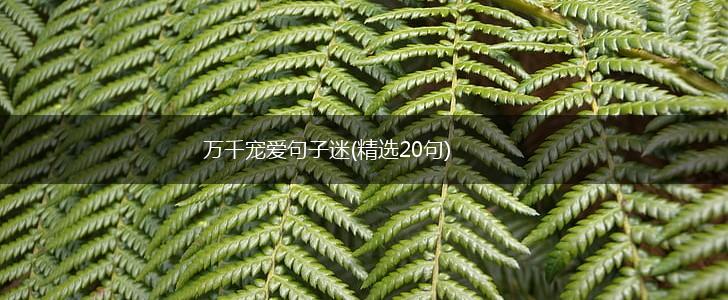 万千宠爱句子迷(精选20句),第1张