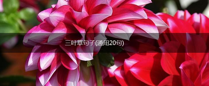三叶草句子(通用20句),第1张
