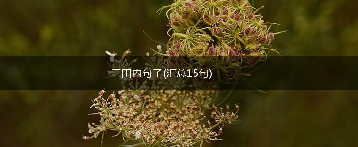 三田内句子(汇总15句),第1张