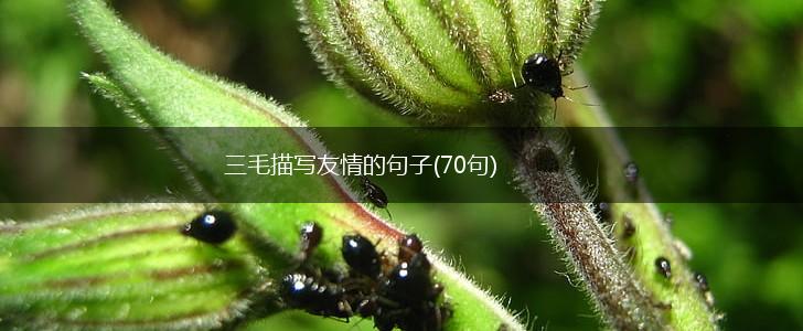 三毛描写友情的句子(70句),第1张