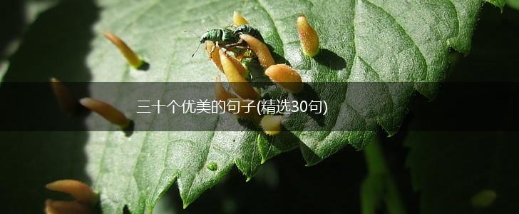 三十个优美的句子(精选30句),第1张