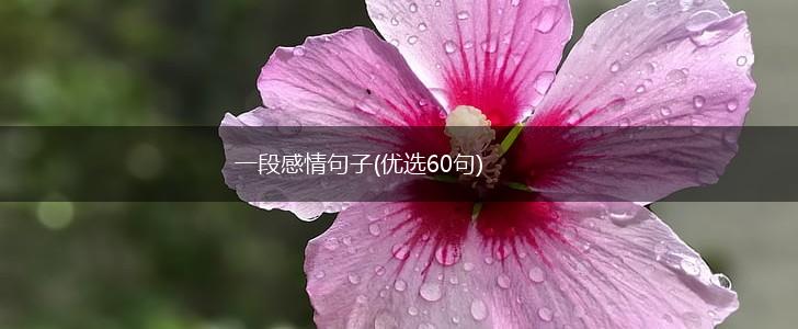 一段感情句子(优选60句),第1张