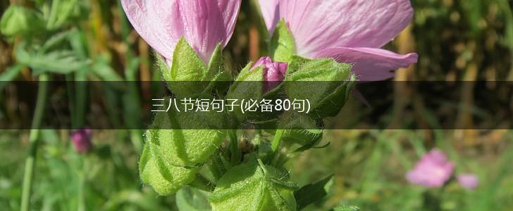 三八节短句子(必备80句),第1张