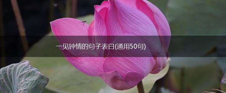 一见钟情的句子表白(通用50句),第1张