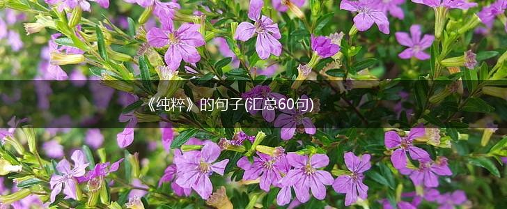 《纯粹》的句子(汇总60句),第1张