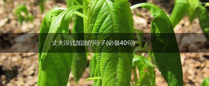 丈夫没钱加油的句子(必备40句),第1张