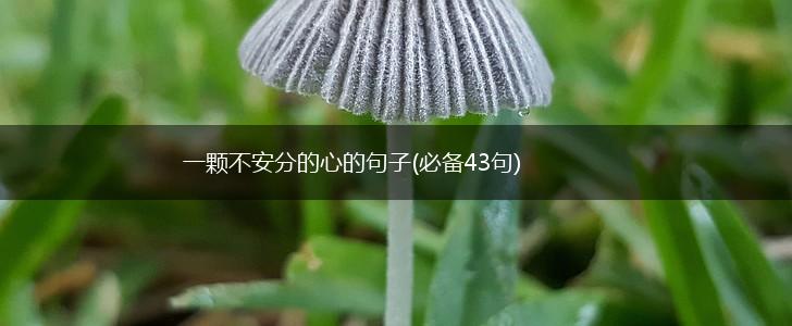 一颗不安分的心的句子(必备43句),第1张