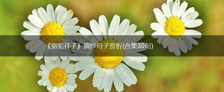 《骆驼祥子》摘抄句子赏析(合集30句),第1张