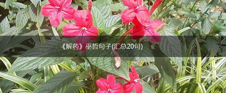 《解药》巫哲句子(汇总20句),第1张