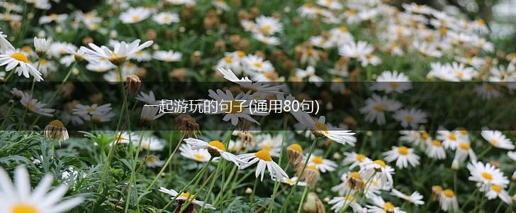 一起游玩的句子(通用80句),第1张