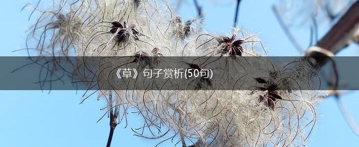 《草》句子赏析(50句),第1张