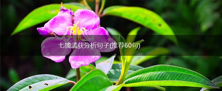 七擒孟获分析句子(推荐60句),第1张