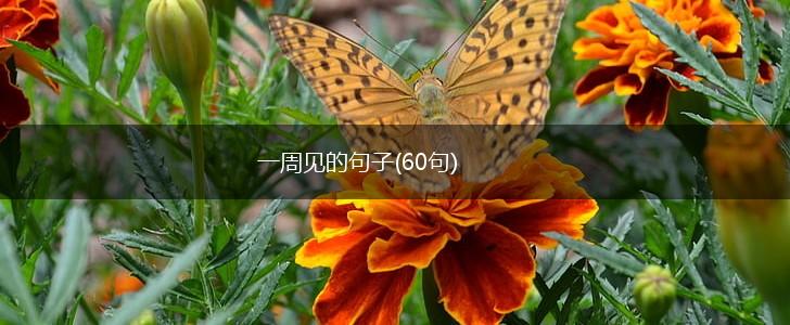 一周见的句子(60句),第1张