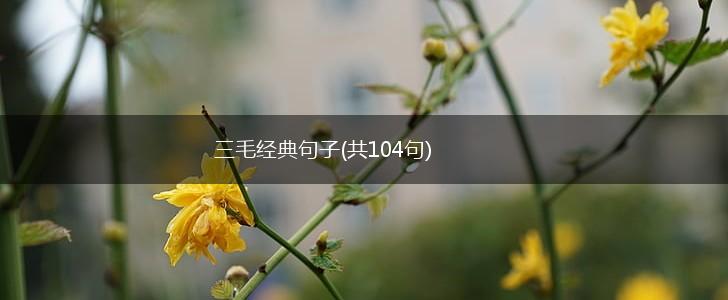 三毛经典句子(共104句),第1张