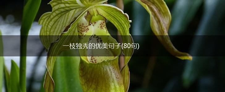 一枝独秀的优美句子(80句),第1张