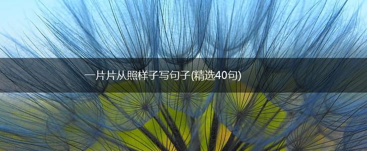 一片片从照样子写句子(精选40句),第1张