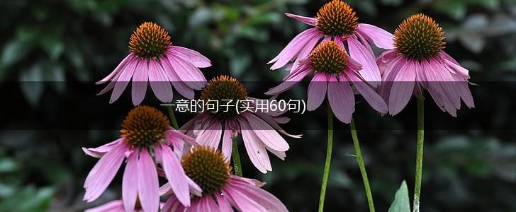 一意的句子(实用60句),第1张