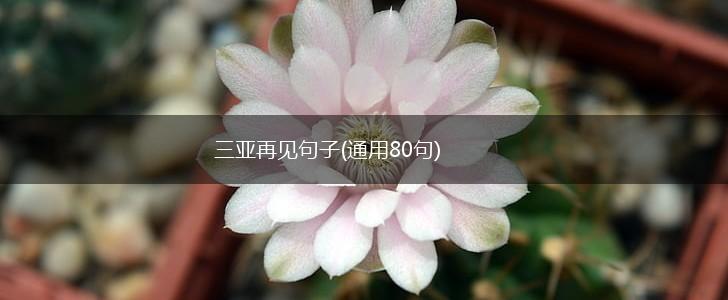 三亚再见句子(通用80句),第1张