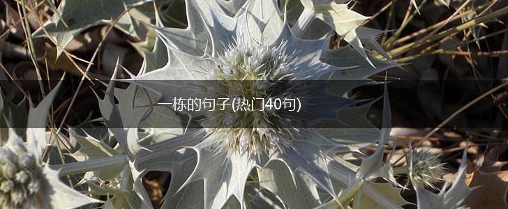 一栋的句子(热门40句),第1张