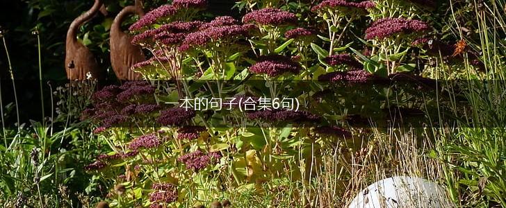 一本的句子(合集6句),第1张