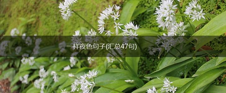 一样夜色句子(汇总47句),第1张