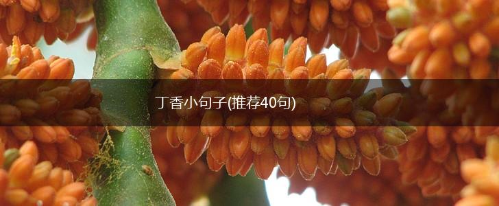 丁香小句子(推荐40句),第1张