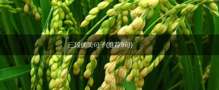 三段优美句子(推荐9句),第1张