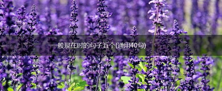 一般现在时的句子五个(通用40句),第1张