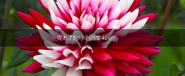 一晃老了的句子(合集40句),第1张