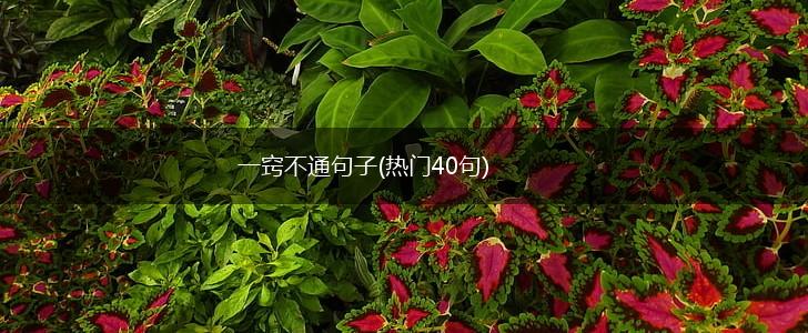 一窍不通句子(热门40句),第1张