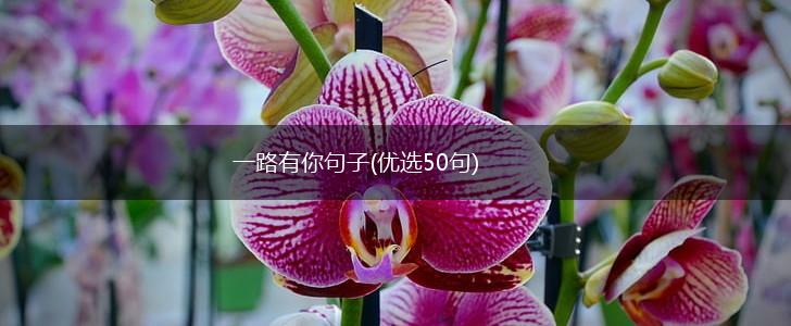 一路有你句子(优选50句),第1张