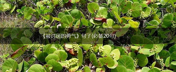 《被讨厌的勇气》句子(必备20句),第1张