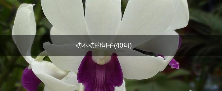 一动不动的句子(40句),第1张