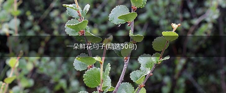 一朵鲜花句子(精选50句),第1张