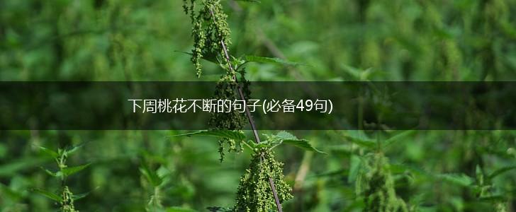 下周桃花不断的句子(必备49句),第1张