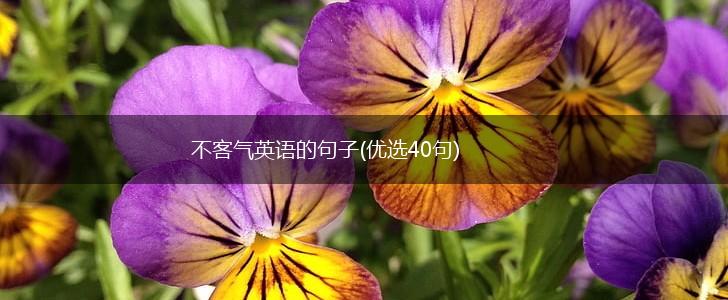 不客气英语的句子(优选40句),第1张