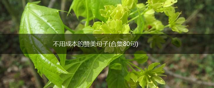 不用成本的赞美句子(合集80句),第1张