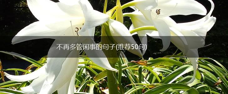 不再多管闲事的句子(推荐50句),第1张