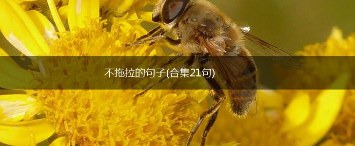 不拖拉的句子(合集21句),第1张