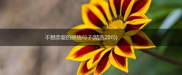 不想恋爱的感悟句子(精选20句),第1张 不想恋爱的感悟句子(精选20句),第1张