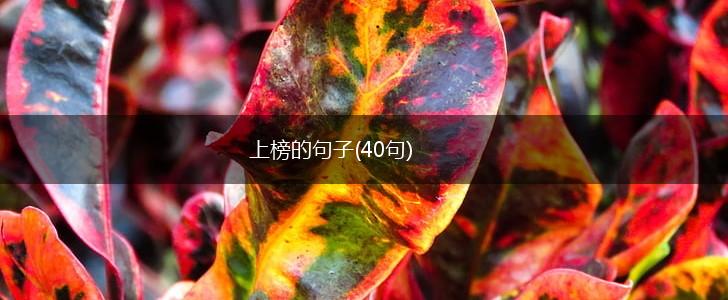 上榜的句子(40句),第1张