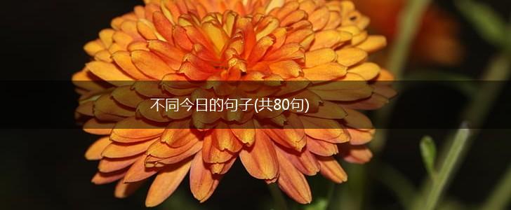 不同今日的句子(共80句),第1张