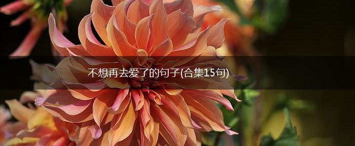 不想再去爱了的句子(合集15句),第1张