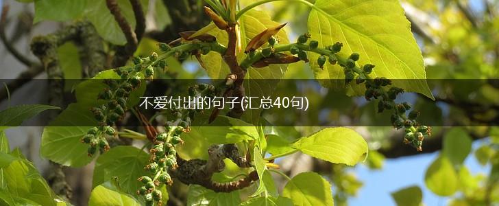 不爱付出的句子(汇总40句),第1张