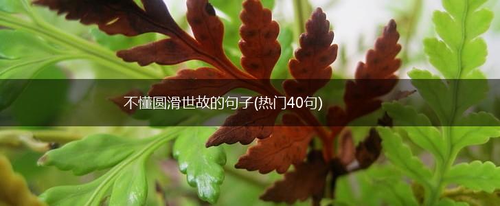 不懂圆滑世故的句子(热门40句),第1张