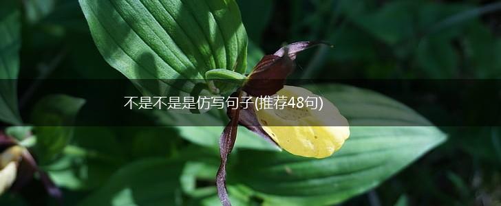 不是不是是仿写句子(推荐48句),第1张