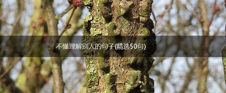 不懂理解别人的句子(精选50句),第1张