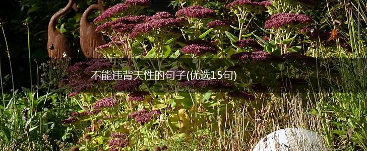 不能违背天性的句子(优选15句),第1张